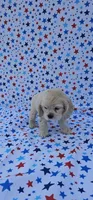 Elsa, a female Cocker Spaniel for sale in Porterville, CA – 5 of 6