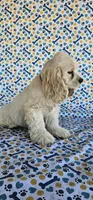 Elsa, a female Cocker Spaniel for sale in Porterville, CA – 3 of 5