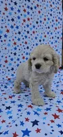 Anna, a female Cocker Spaniel for sale in Porterville, CA – 3 of 6