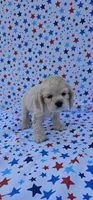 Elsa, a female Cocker Spaniel for sale in Porterville, CA – 4 of 6