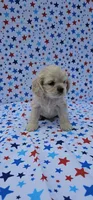 Olaf, a male Cocker Spaniel for sale in Porterville, CA – 3 of 7
