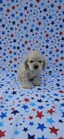 Kristoff, a male Cocker Spaniel for sale in Porterville, CA – 6 of 6