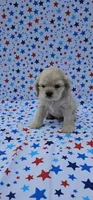Olaf, a male Cocker Spaniel for sale in Porterville, CA – 6 of 7