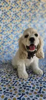 Sven, a male Cocker Spaniel for sale in Porterville, CA – 4 of 5