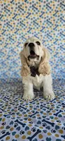 Sven, a male Cocker Spaniel for sale in Porterville, CA – 5 of 5