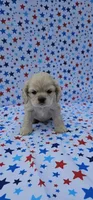 Olaf, a male Cocker Spaniel for sale in Porterville, CA – 4 of 7