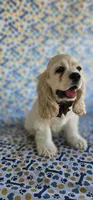 Sven, a male Cocker Spaniel for sale in Porterville, CA – 3 of 5
