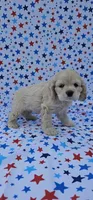 Anna, a female Cocker Spaniel for sale in Porterville, CA – 4 of 6
