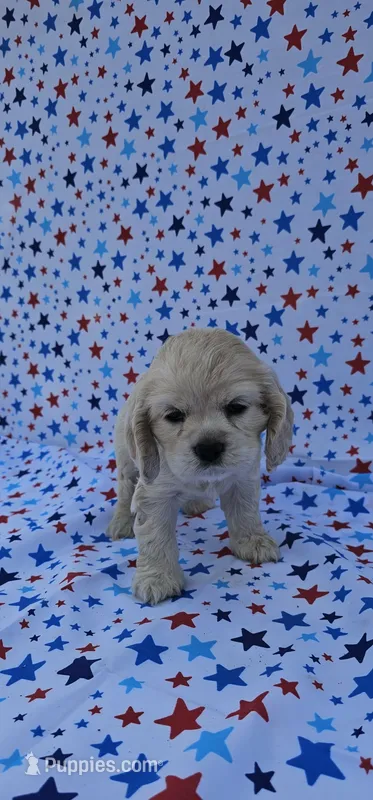Elsa – Cocker Spaniel puppy for sale in Porterville, CA