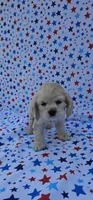 Elsa, a female Cocker Spaniel for sale in Porterville, CA – 1 of 6