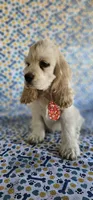 Kristoff, a male Cocker Spaniel for sale in Porterville, CA – 2 of 5