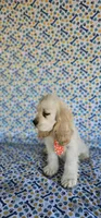 Kristoff, a male Cocker Spaniel for sale in Porterville, CA – 4 of 5