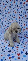 Sven, a male Cocker Spaniel for sale in Porterville, CA – 2 of 4