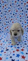 Kristoff, a male Cocker Spaniel for sale in Porterville, CA – 5 of 6