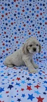 Sven, a male Cocker Spaniel for sale in Porterville, CA – 3 of 4
