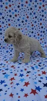 Anna, a female Cocker Spaniel for sale in Porterville, CA – 6 of 6