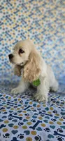 Olaf, a male Cocker Spaniel for sale in Porterville, CA – 4 of 5