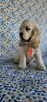 Kristoff, a male Cocker Spaniel for sale in Porterville, CA – 5 of 5