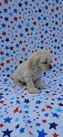 Kristoff, a male Cocker Spaniel for sale in Porterville, CA – 3 of 6