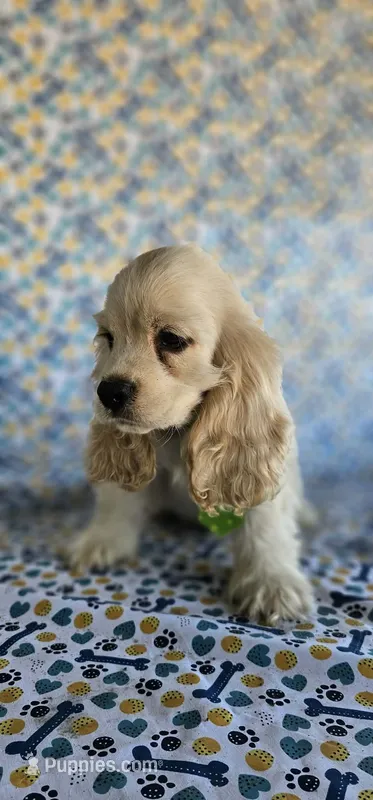 Olaf – Cocker Spaniel puppy for sale in Porterville, CA