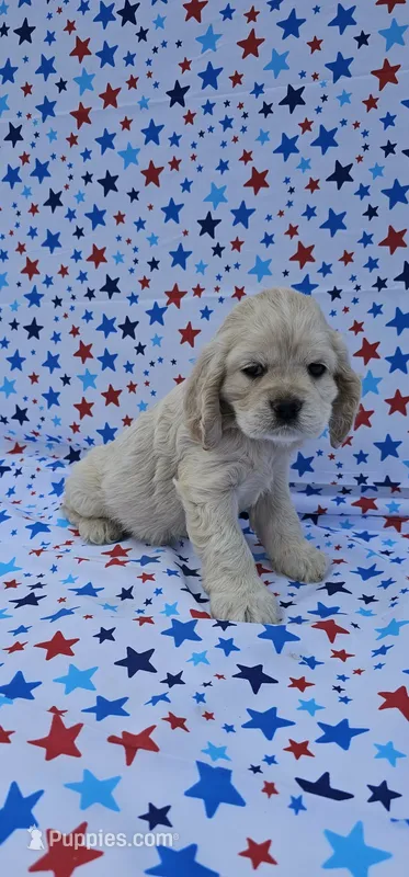 Sven – Cocker Spaniel puppy for sale in Porterville, CA