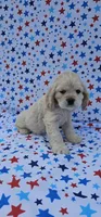 Sven, a male Cocker Spaniel for sale in Porterville, CA – 1 of 4