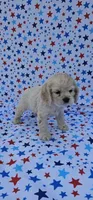 Elsa, a female Cocker Spaniel for sale in Porterville, CA – 3 of 6