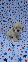 Kristoff, a male Cocker Spaniel for sale in Porterville, CA – 2 of 6