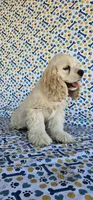 Elsa, a female Cocker Spaniel for sale in Porterville, CA – 5 of 5