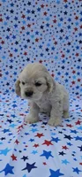 Kristoff, a male Cocker Spaniel for sale in Porterville, CA – 4 of 6