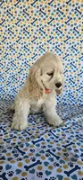 Anna, a female Cocker Spaniel for sale in Porterville, CA – 4 of 4