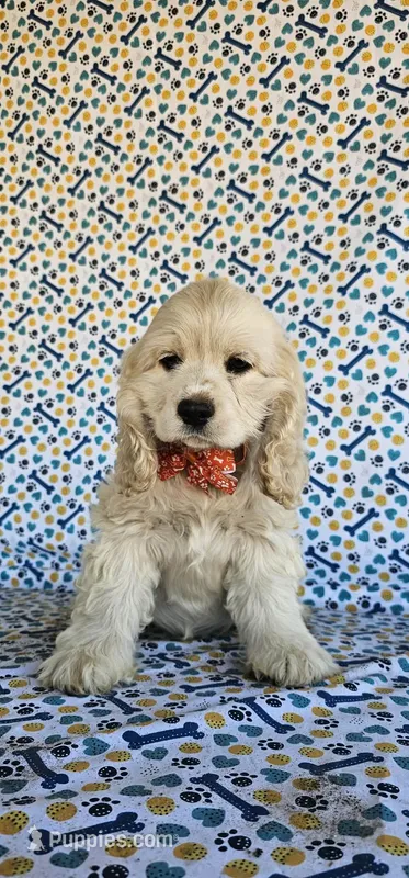 Anna – Cocker Spaniel puppy for sale in Porterville, CA