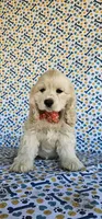 Anna, a female Cocker Spaniel for sale in Porterville, CA – 1 of 4