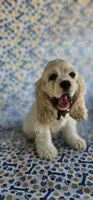 Sven, a male Cocker Spaniel for sale in Porterville, CA – 2 of 5