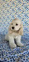 Elsa, a female Cocker Spaniel for sale in Porterville, CA – 2 of 5