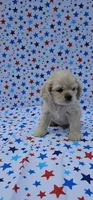 Olaf, a male Cocker Spaniel for sale in Porterville, CA – 7 of 7