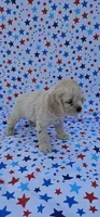 Elsa, a female Cocker Spaniel for sale in Porterville, CA – 2 of 6