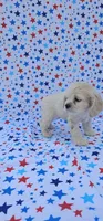 Elsa, a female Cocker Spaniel for sale in Porterville, CA – 6 of 6