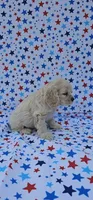 Anna, a female Cocker Spaniel for sale in Porterville, CA – 5 of 6