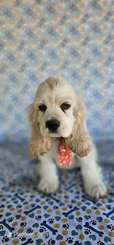 Kristoff – Cocker Spaniel puppy for sale in Porterville, CA