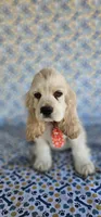 Kristoff, a male Cocker Spaniel for sale in Porterville, CA – 1 of 5
