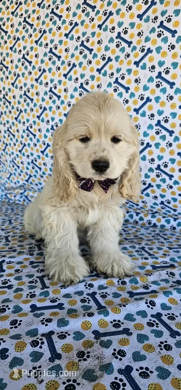 Elsa – Cocker Spaniel puppy for sale in Porterville, CA