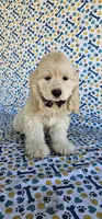 Elsa, a female Cocker Spaniel for sale in Porterville, CA – 1 of 5