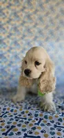 Olaf, a male Cocker Spaniel for sale in Porterville, CA – 2 of 5
