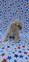 Olaf, a male Cocker Spaniel for sale in Porterville, CA – 2 of 7