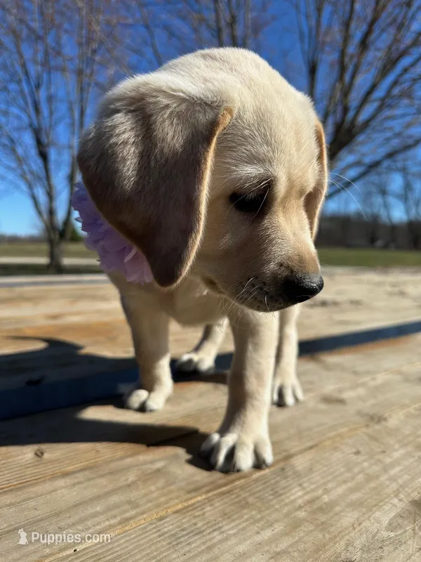Harley – Labrador Retriever puppy for sale in Niles, MI