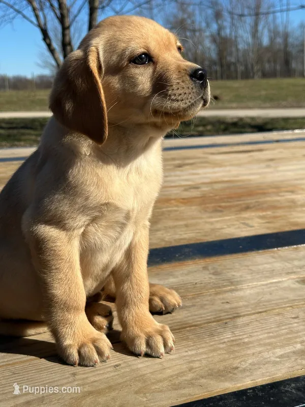Bear, a male Labrador Retriever for sale in Niles, MI – Photo 1 of 2