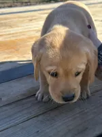 Bear, a male Labrador Retriever for sale in Niles, MI – Photo 2 of 2