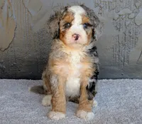 Pipa, a female Miniature Bernedoodle for sale in Sugarcreek, OH – 3 of 5