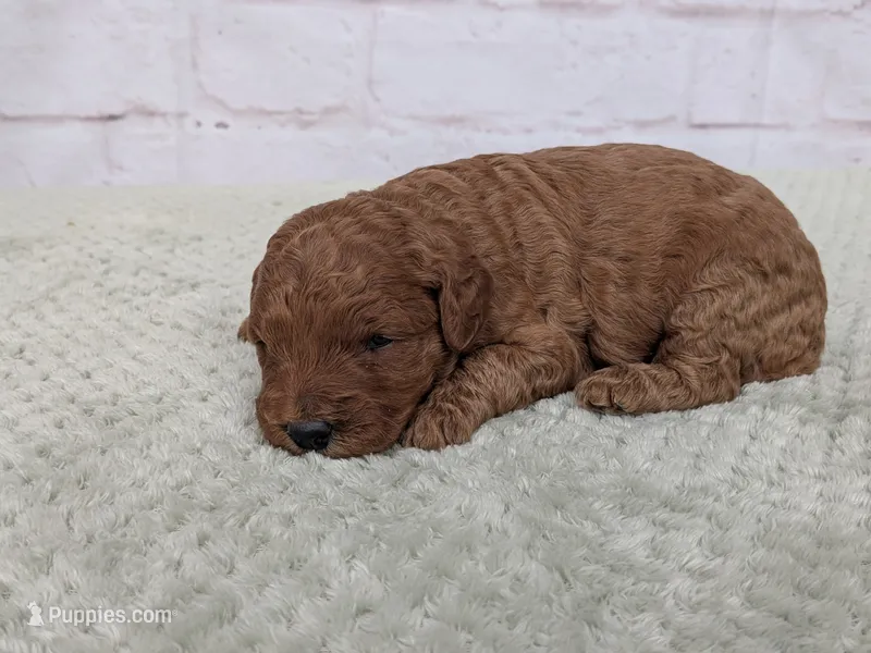 Annie  – Miniature Goldendoodle puppy for sale in Sugarcreek, OH